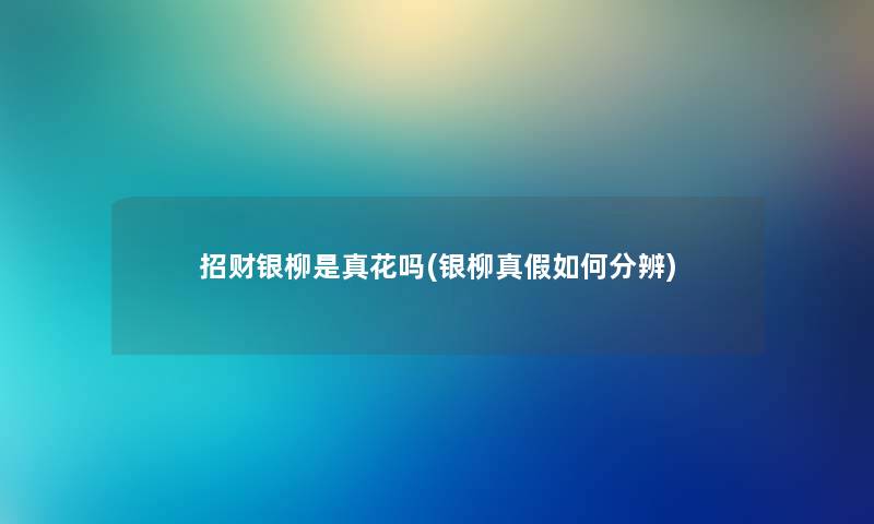 招财银柳是真花吗(银柳真假如何分辨)