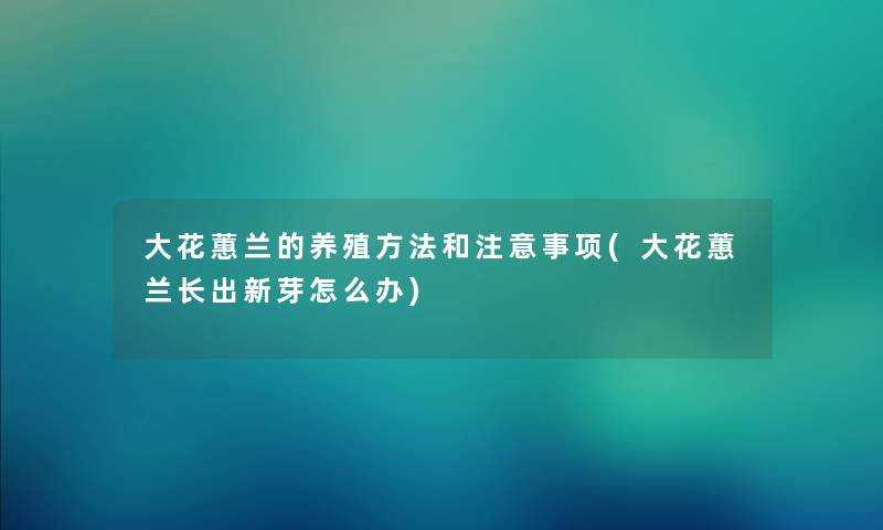 大花蕙兰的养殖方法和注意事项(大花蕙兰长出新芽怎么办)